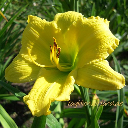 Foto der Tagliliensorte Green Flutter